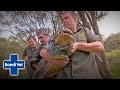 Tim Faulkner's Worried His Alligator Has A Dislocated Shoulder | Bondi Vet