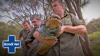 Tim Faulkner's Worried His Alligator Has A Dislocated Shoulder | Bondi Vet