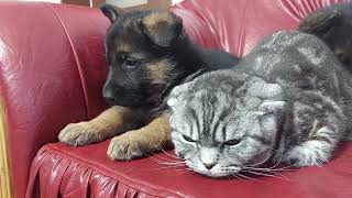 German shepherd puppies meets a bad cat