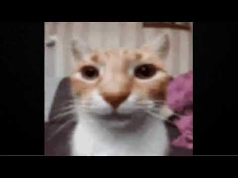 Low quality video of cats exploding
