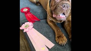 Dogue de Bordeaux  Kine attended the Nordic dog show in Sweden 15th July 2023.