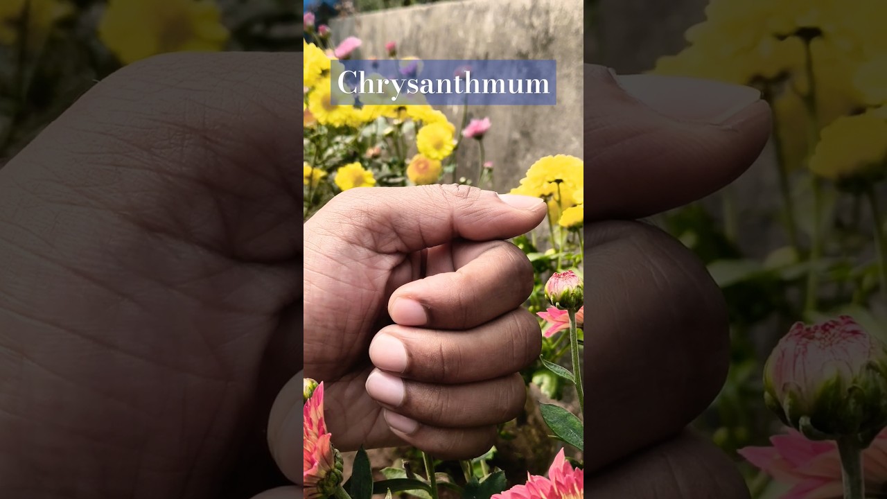 Beautiful Chrysanthemum blooming| Chrysanthemum|