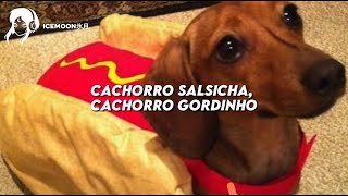 música viral do TikTok: perro salchicha gordo bachicha // (TRADUÇÃO/LEGENDADO)