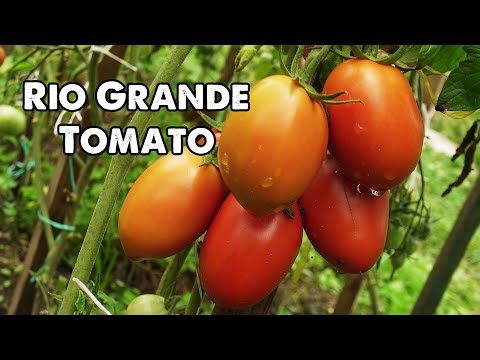 Video: Tomato De Barao: popis, pěstování odrůdy a výnos