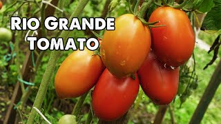 Rio Grande Tomato