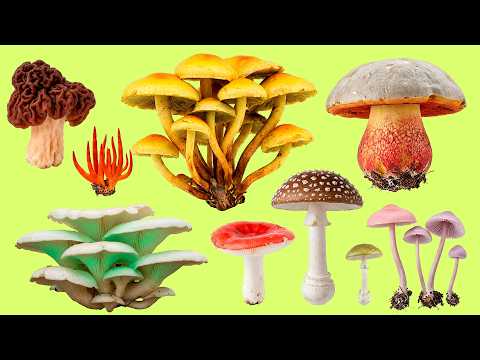Learn 25 Dangerous Mushroom Names 🍄 Nombres de setas en español | With Audio