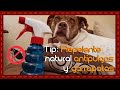 Tip: Repelente natural antipulgas y garrapatas para perros y gatos