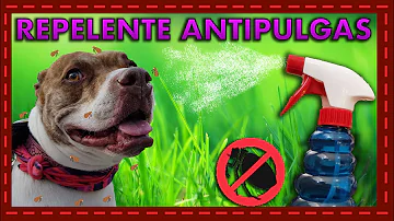 ¿Cuál es el mejor antipulgas casero?