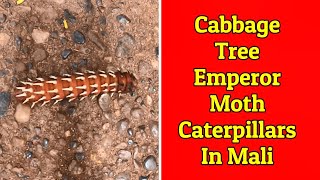 Cabbage Tree Emperor Moth Caterpillars in Mali