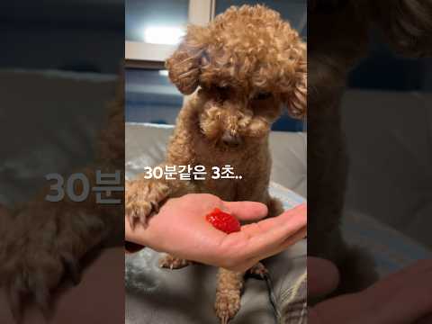 올해 마지막 딸기 먹는 강아지🍓 (기다려 교육용ver.)