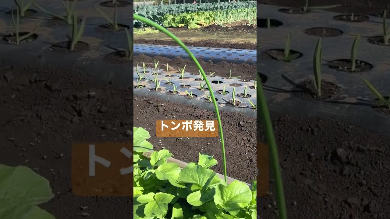 トンボが交尾してる#家庭菜園 #農業 #農業男子 #農家 #shorts