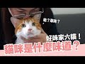 蛋捲們是什麼味道呢？絕對不是想吸貓～【好味貓日常】EP32