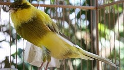 Suara Burung Kenari Yorkshire Gacor Kicau Panjang  - Durasi: 7:36. 