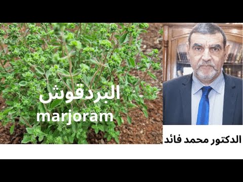 الدكتور محمد فائد البردقوش المرددوش