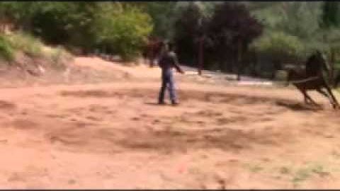 Buddy Sour Horses with Mike Hughes, Auburn California