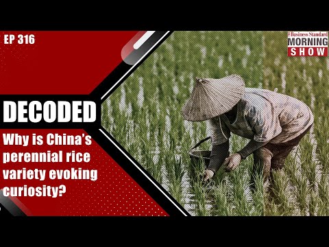 Video: Výsadba ryže trvácej – na čo sa ražňa trváca používa
