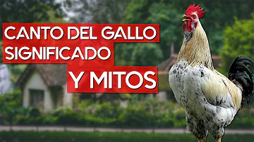 ¿Por qué lloran los gallos por la mañana?