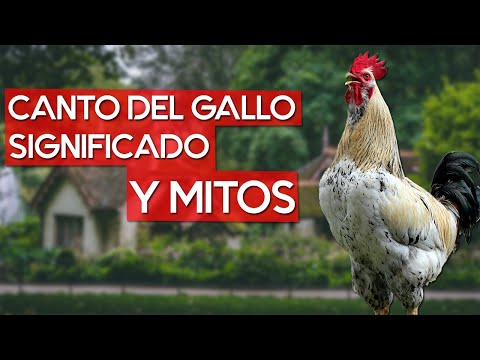 Video: ¿Por qué un gallo canta todo el día?