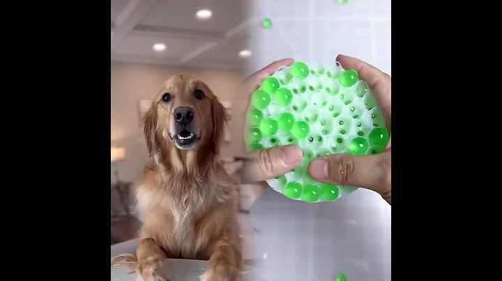 My dog is rich…but might get arrested… #dog #goldenretriever #pov #fyp #shorts#funny#humor#asmr