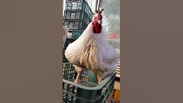 Thumbnail of 18.5 Kg Ambros Broiler Chicken