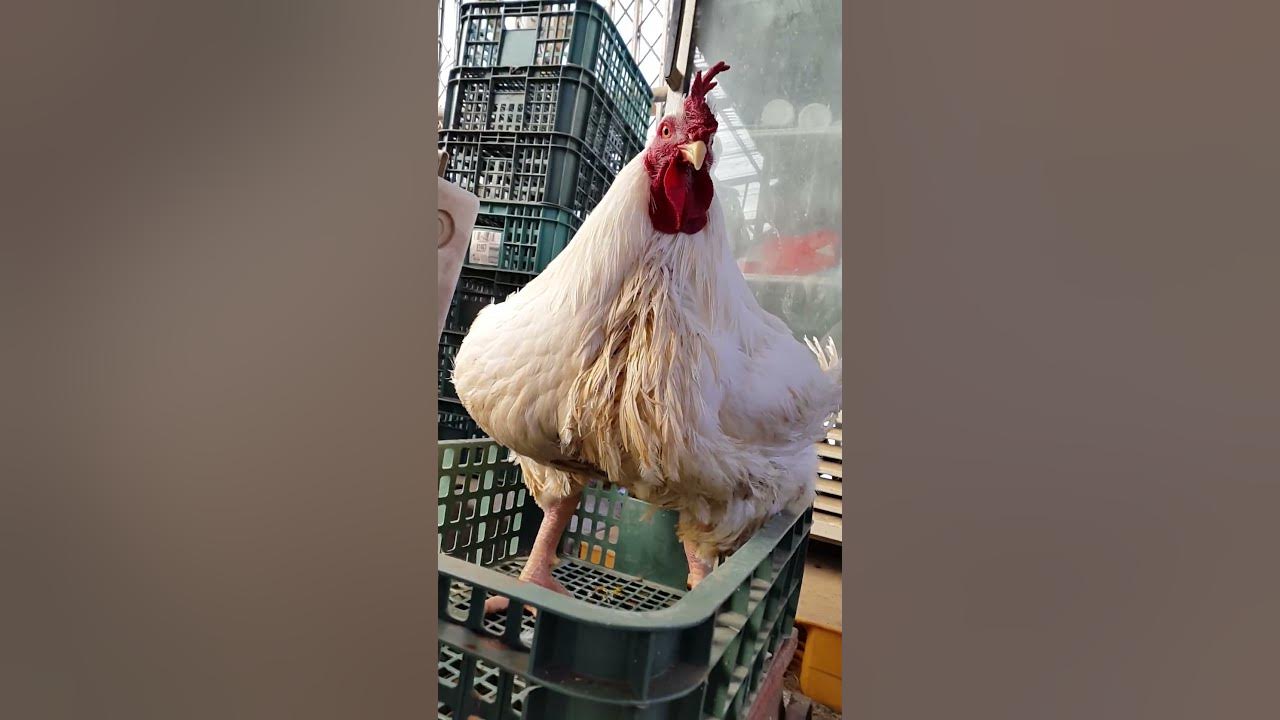 18.5 Kg Ambros Broiler Chicken 18.5 Kg Ambros Broiler Chicken