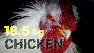 18.5 Kg Ambros Broiler Chicken