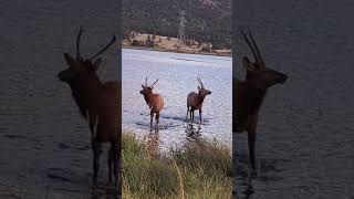 Estes park elk