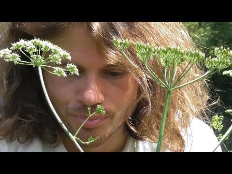 Video: Wie wurde Bärenklau aus einer Nahrungspflanze zu 
