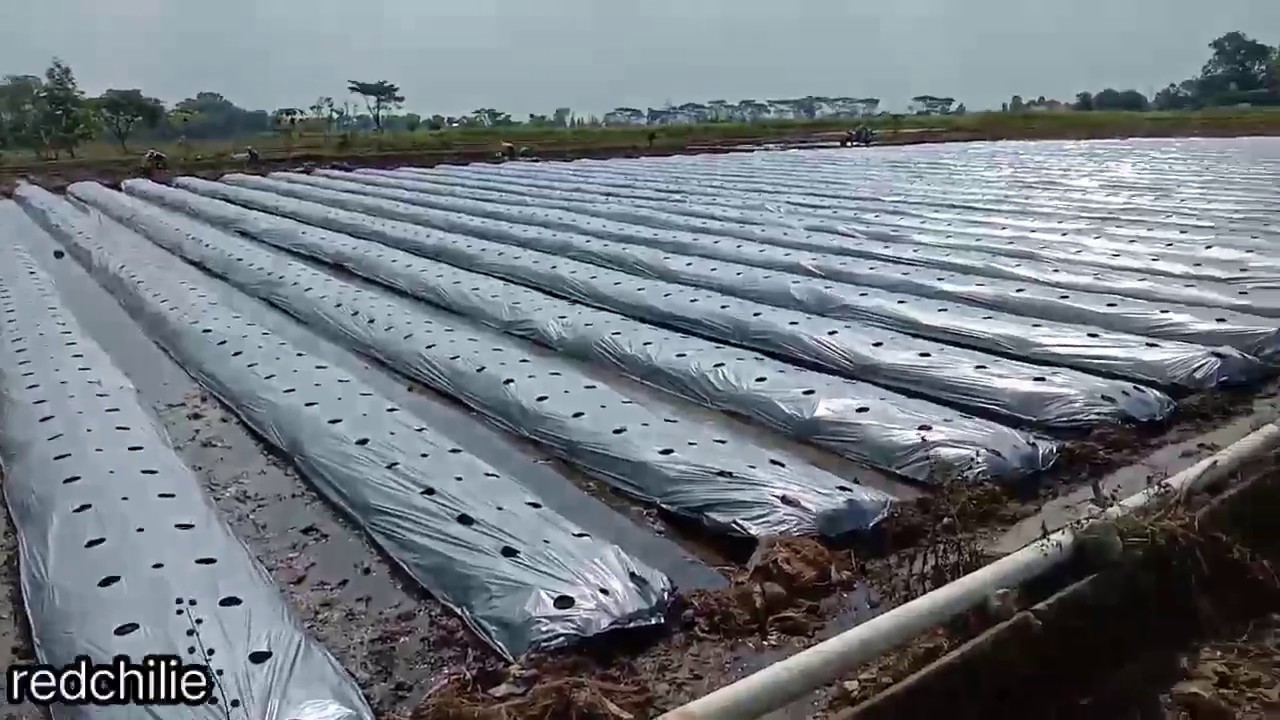 HARI PERTAMA MENANAM CABE MERAH DI SAWAH 