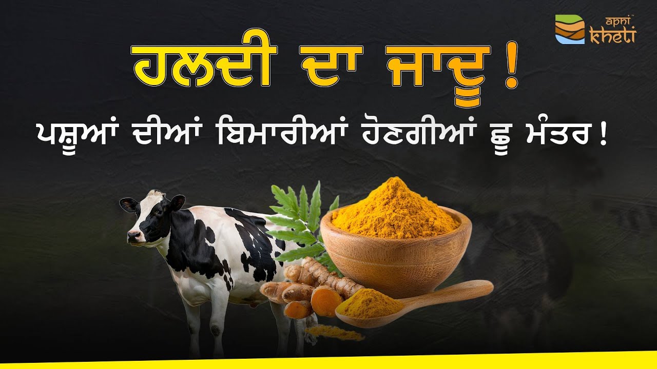 ਕਿਵੇਂ ਹਲਦੀ ਨਾਲ ਪਸ਼ੂਆਂ ਦੀਆਂ ਬਿਮਾਰੀਆਂ ਦਾ ਇਲਾਜ਼ I How to treat animal diseases with turmeric