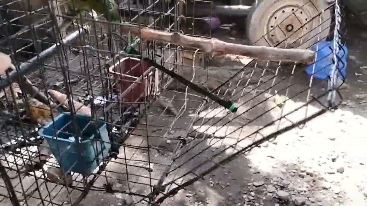 Butitok Bird Trydor na ibon ng dala ng kasama para ipa huli sa Bird trap (safe Bird Trap revealed)