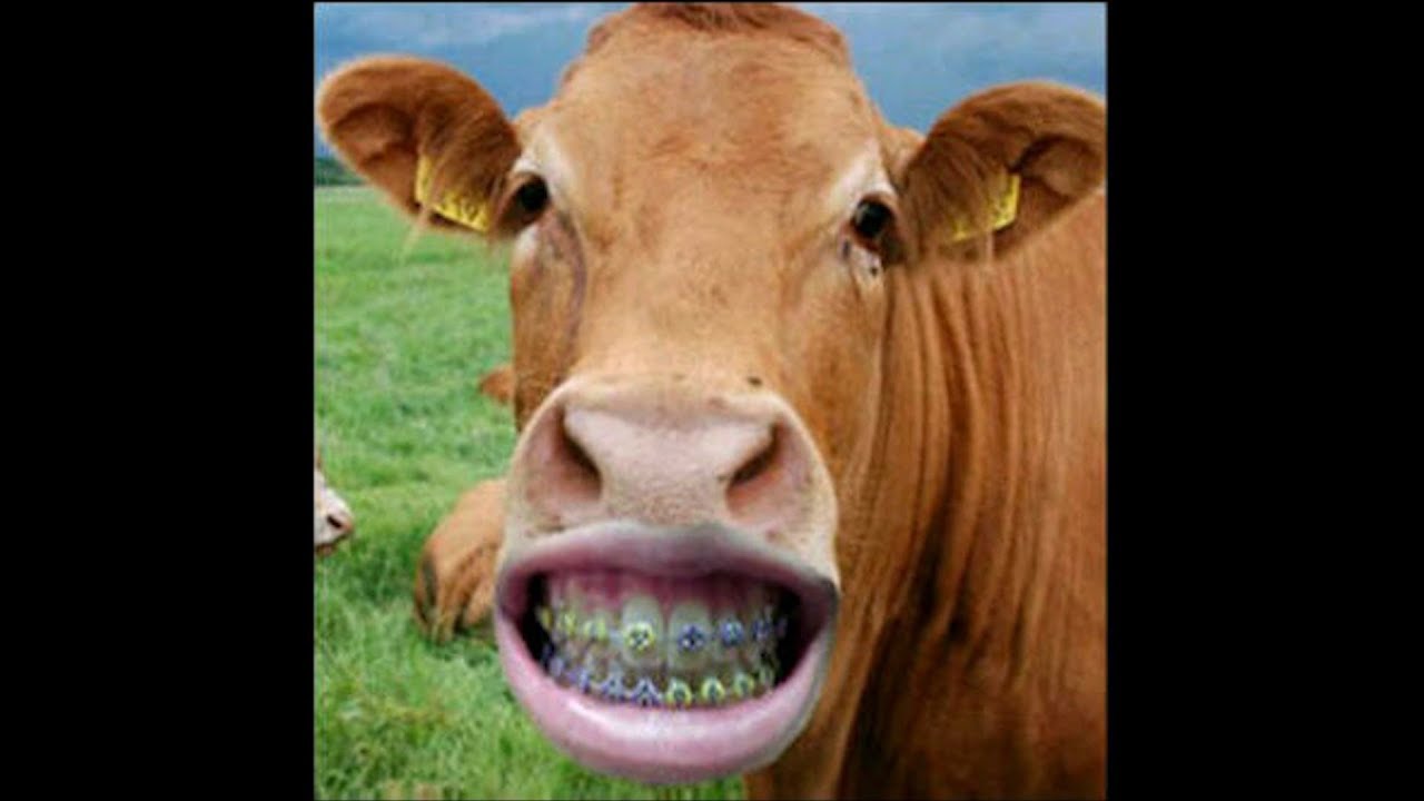 Video Sapi Gokil Lucu Banget!! - YouTube