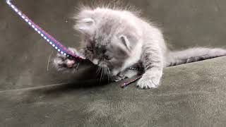 Baby Scottish Fold Becomes Goalkeeper ! (Funny Kitten Video) by Kitten Show 192 views 3 years ago 3 minutes, 39 seconds