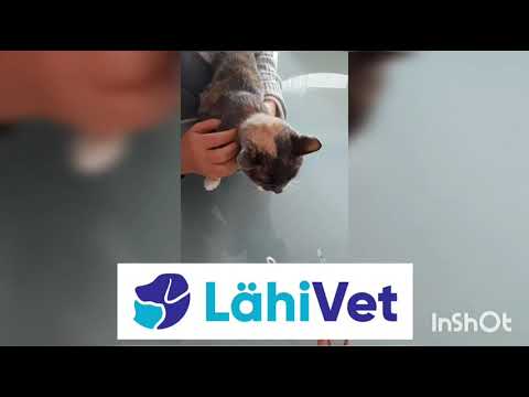 Video: Kissoille Tarkoitetut Matotabletit - Lääkkeiden Kuvaus