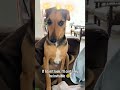 Strange Cat ignores everyone - Funny Show 😼 Savage!