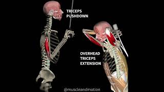 OVERHEAD TRICEPS EXTENSION vs. TRICEPS PUSHDOWN 📢