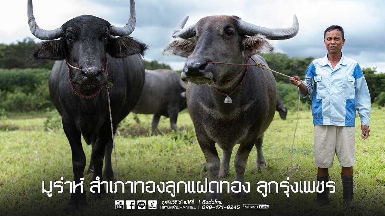 คอกควายพ่อหมู ตุ๊กตา 1 แรงบันดาลใจ คนกะควาย 2-3ปี เส้นทางวิถีร่วมอนุรักษ์ ซื้อขายแบ่งปัน ราวๆ 300ตัว