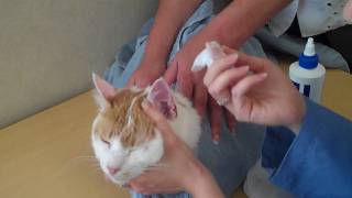 Grooming your cat should include cleaning the cat's ears. debris be
removed regularly and over-all condition of ear assessed. petfoo...