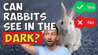 Can Rabbits See In The Dark?