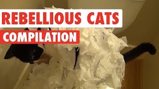 Rebellious Cats Video Compilation 2016