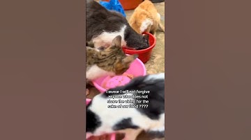 Donations via our GoFundMe and PayPal — link in bio ❤️🙏