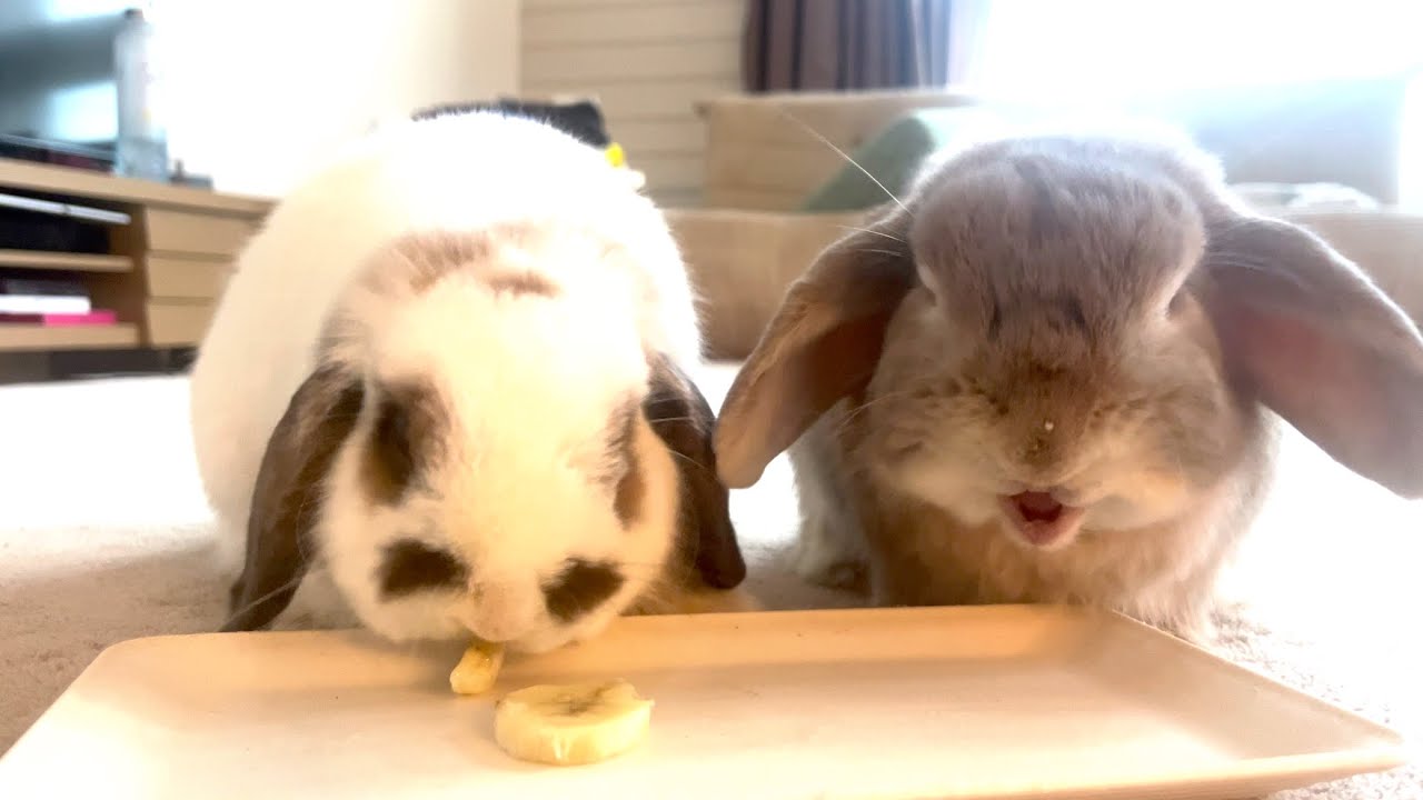 The way these rabbits with such quirky personalities wait for
