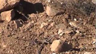 cut down olive trees-1.m4v