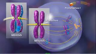 Meiosis | Function& Phases of Meiosis | Prophase I_II, Metaphase I_II,Anaphase I_II & Telophase I_II