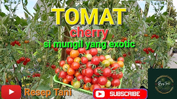 MUDAH BANGET !! Tanam tomat ceri di polybag