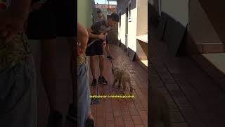 Treino para cachorro não morder a guia