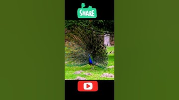 peacock sound zoom#short#ytshort#viral #viralshort#shortfeed