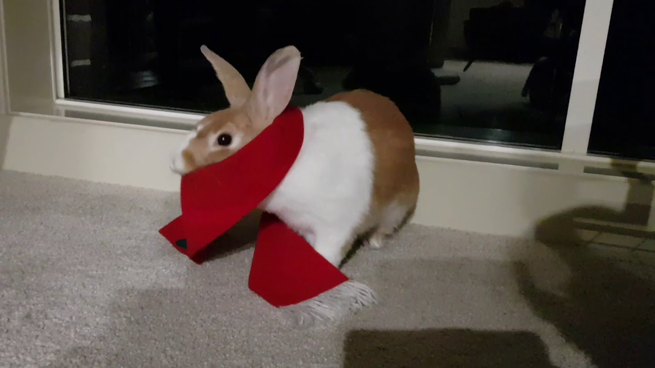Bunny rugs up on a cold night YouTube