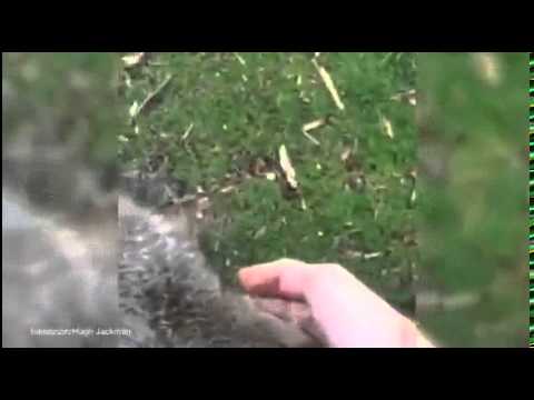 Hugh Jackman laughs as he feeds a hungry kangaroo | Daily Mail Online | Video Box | Video Box