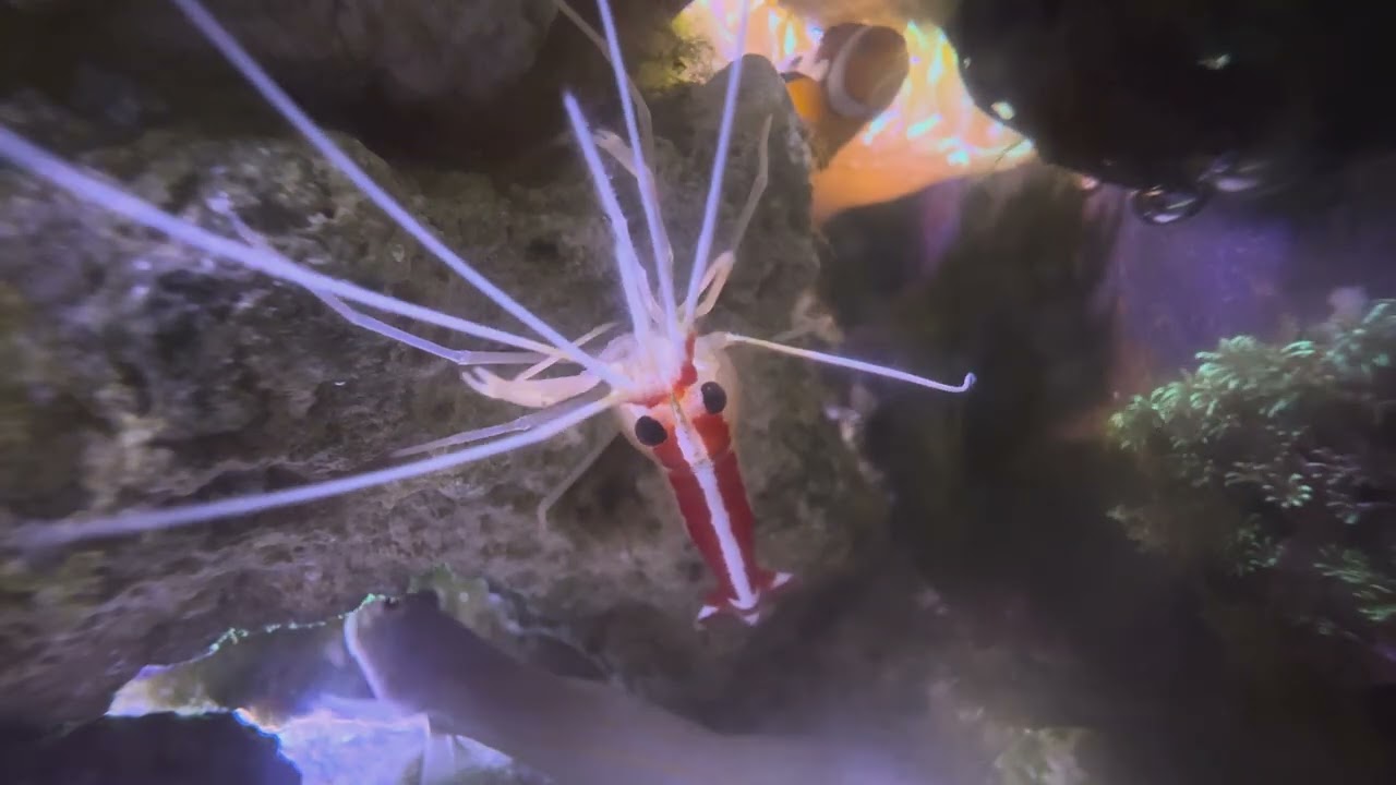 醫生蝦大特寫（微海缸）The Cleaner Shrimp: A Macro Perspective (Aquarium Life)